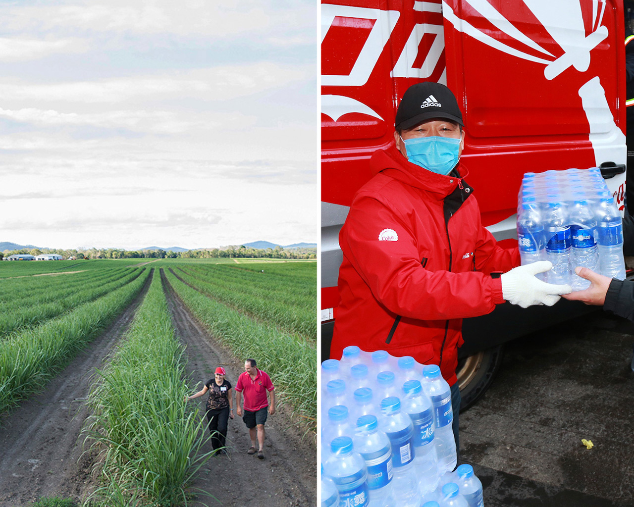 Kolaazh: Dy persona shëtisin mes rreshtave të bimëve jeshile; një person me maskë dorëzon paketa uji pranë kamionit Coca-Cola.