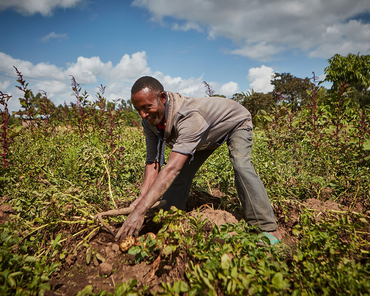 n homme travaille dans un champ, en train de récolter des plantes ou des légumes dans un sol fertile, sous un ciel partiellement nuageux.