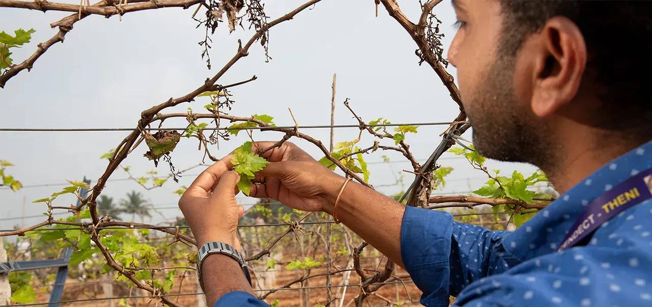 Beeld van een man in de wijngaard die een groen blad aanraakt.