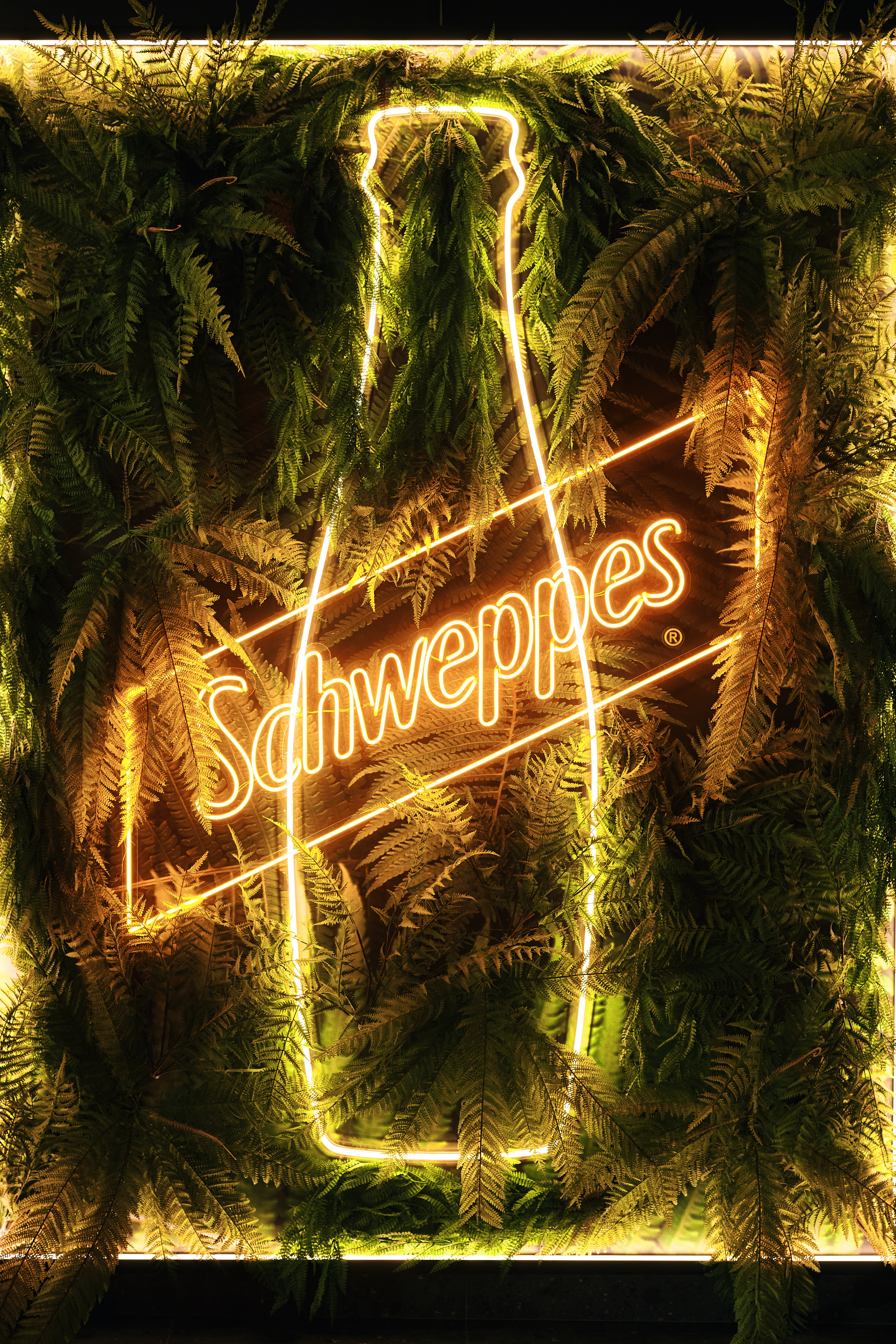 Неонавая выява бутэлькі Schweppes на фоне зялёных папаратнікаў