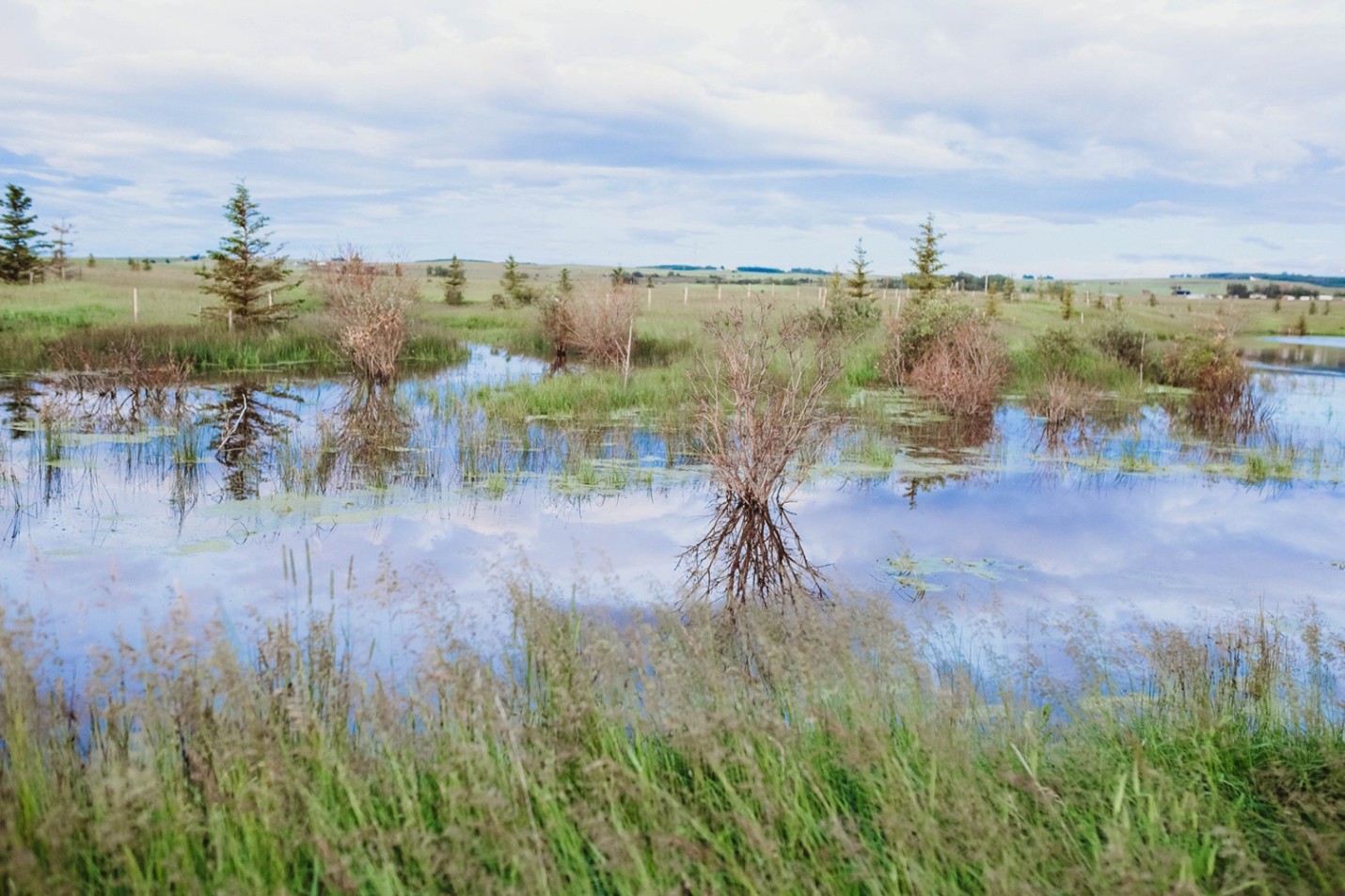 Milieu humide restauré sur une ferme en Alberta dans le cadre du programme ALUS de conservation.