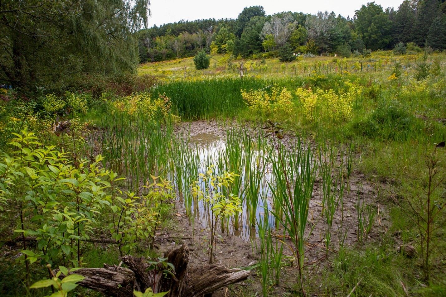 Petit étang entouré de végétation dense sur une ferme en Ontario, habitat humide soutenu par le programme ALUS.