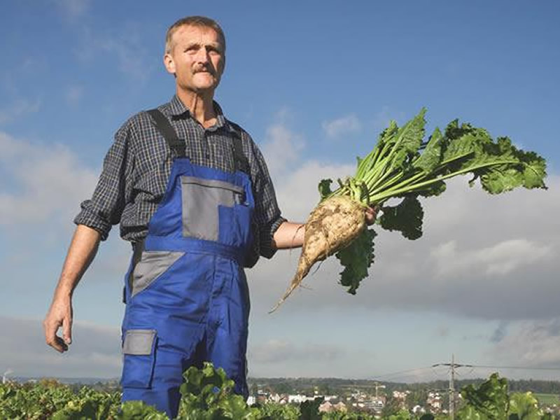 Hansueli Wettstein im Zuckerrübenfeld