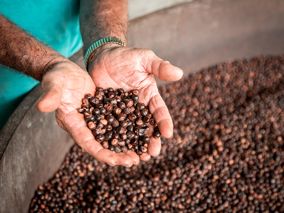 Detail of the hands of a man holding grains