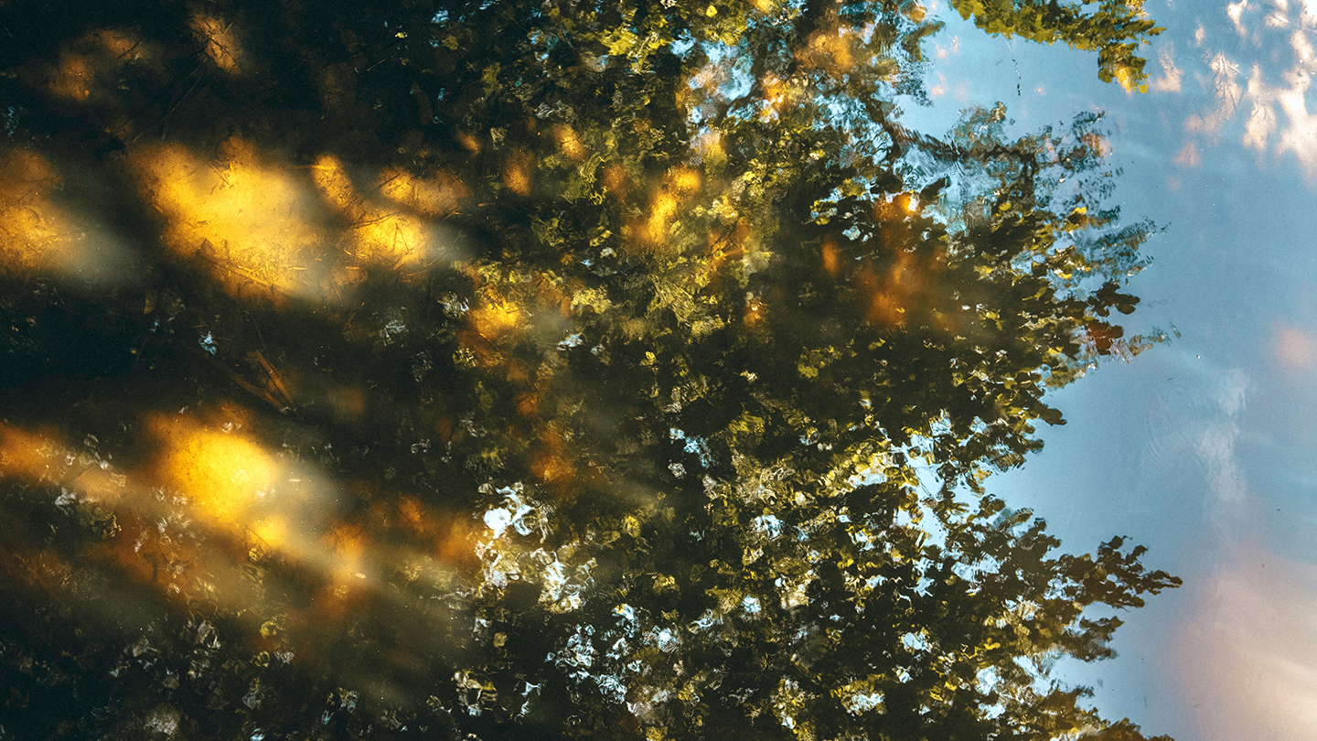 Weerspiegeling van bomen en zonlicht in water, met een mix van groene bladeren, gouden lichtvlekken en een blauwe lucht.