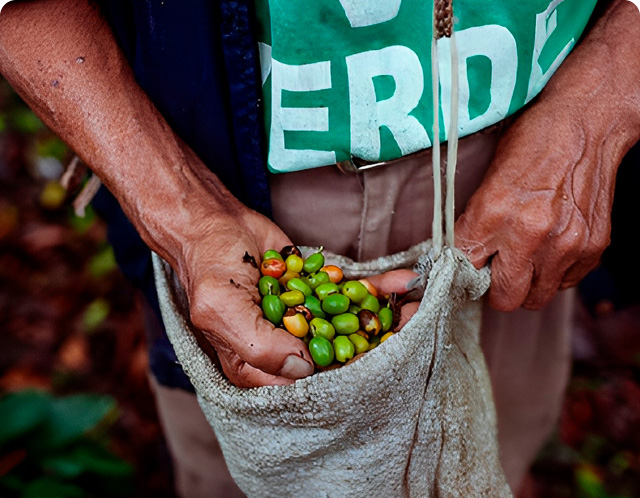 Persona guardando frutos de café en una bolsa.