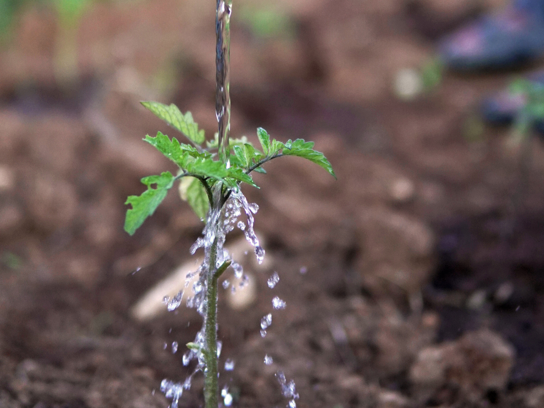 Detail of a person's arm throwing a container with water in a green area