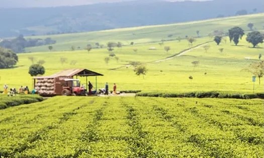 سویڈن میں کوکا کولا پائیدار پیکیجنگ