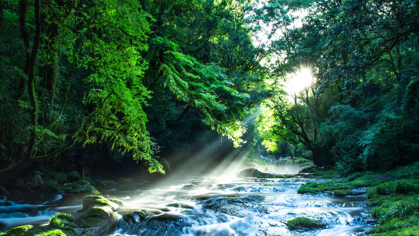 Flaša Rosa prirodne izvorske vode postavljena na tlo među zelenim papratima u prirodnom okruženju