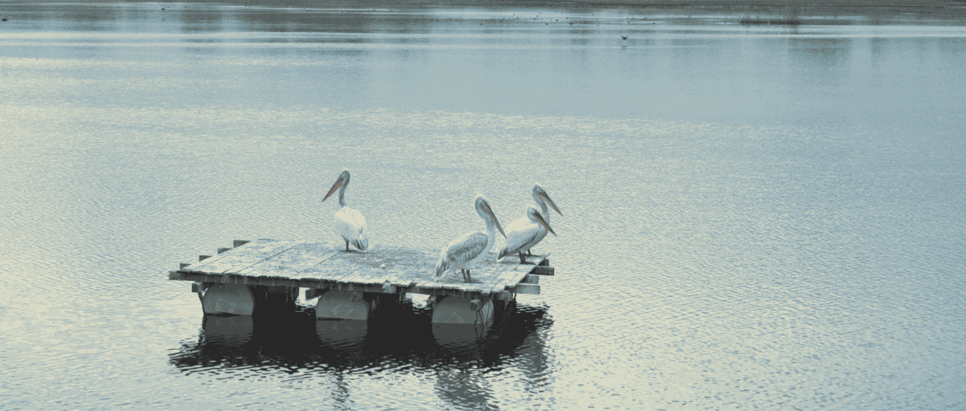 En banderoll med fåglar på Donaufloden