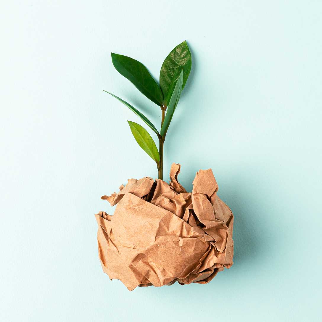 decorative image of plant in paper